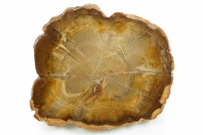 Golden Petrified Wood (Oak) Round - Stinking Water Creek, Oregon #366001